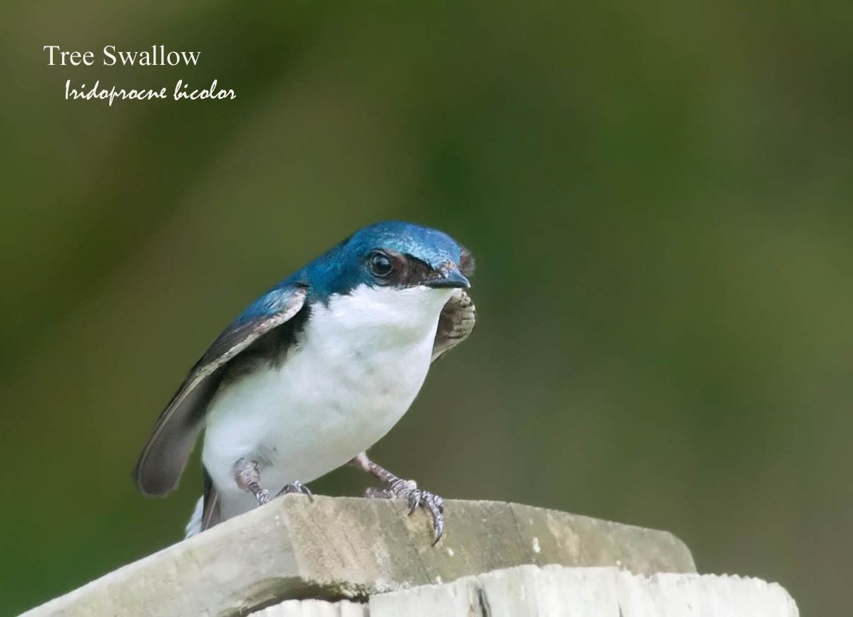 Tree Swallow